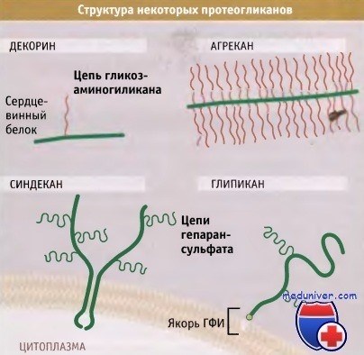 Прогноз и профилактика