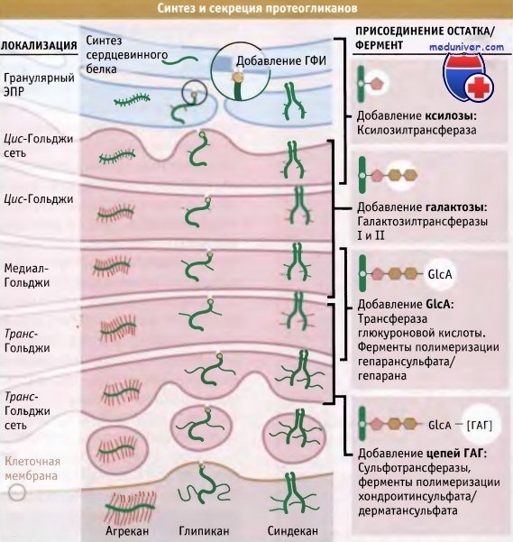 Применение гага в медицине